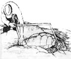 Sea Turtle Research