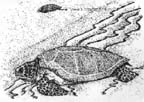 Sea Turtle