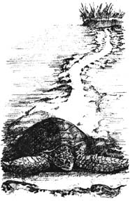 Sea Turtle Trail