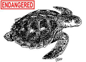 Kemps Ridley Sea Turtle information