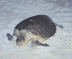 Green Sea Turtle