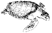 Sea Turtle 