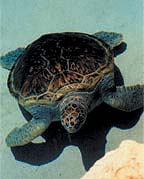 Titusville Sea Turtle Festival in June