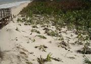 Boardwalk #8 after hurricane Frances.