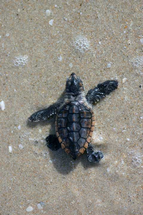 Loggerhead sea turtle hatchling