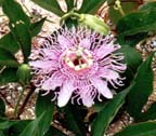 pPassionFlower