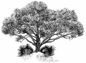 Ancient Oak