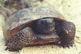 Gopher tortoise