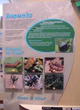 f-insects