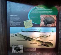 k-gophertortoise
