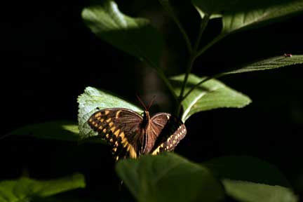 butterfly