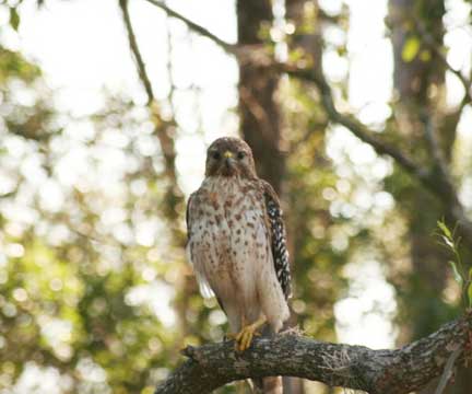 hawk