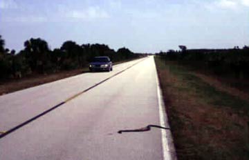 Road kill - a beautiful Eastern Indigo Snake