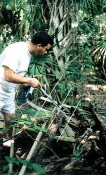 tracking an Eastern Indigo Snake