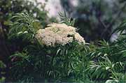 Elderberry