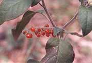 Rouge Plant