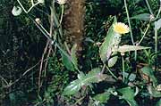 Sow Thistle
