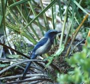 Florida Scrub Jay