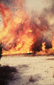 Sand Pine Burning