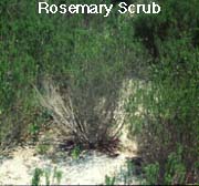 Rosemary Scrub