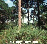 Scrubby Flatwoods
