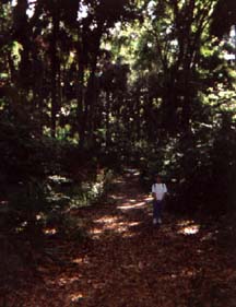 Mesic Trail