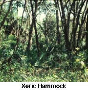 Xeric Hammock