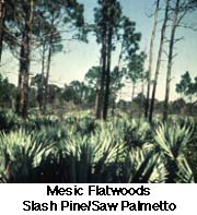 Slash Pine/Saw Palmetto