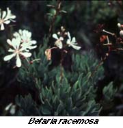 Tarflower