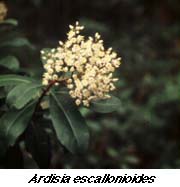 Marlberry