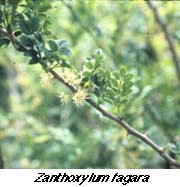 Wild Lime