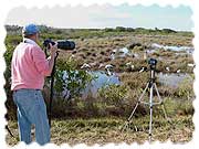 Wildlife photography at Merritt Island National Wildlife Refuge in Titusville, FL.