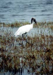 Wood Stork