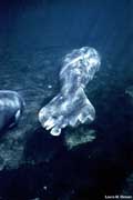 Manatee with boat damage to tail.