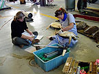 Juvenile Green Sea Turtle examination 1
