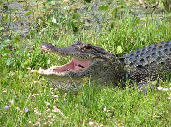 AlligatorSunning