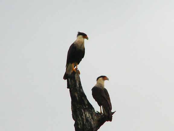CrestedCaracara