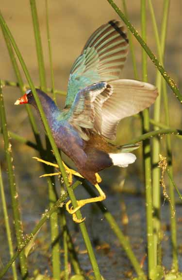 PurpleGallinule-byVinnyColucci