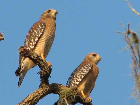 Red-ShoulderedHawks