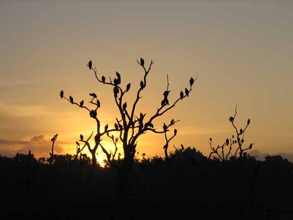 Sunrise-VultureRoost