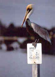 Brown Pelican on sign