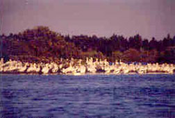 White Pelicans on Pelican Island
