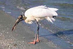 Wood Stork eating shrimp