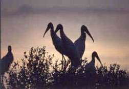 Wood Storks at sunset