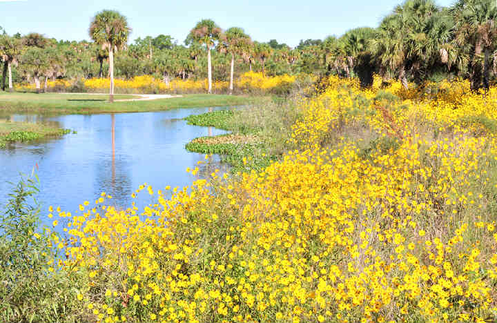 6MileCreek-SwampSunflowers-1.jpg