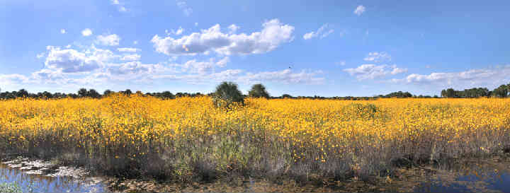 6MileCreek-SwampSunflowers-2.jpg
