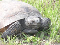 Enjoyed seeing this gopher tortoise.