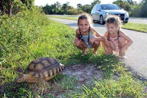 African spur-thighed tortoise