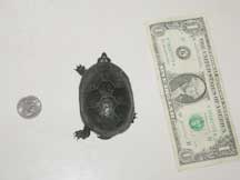 Samantha's turtle