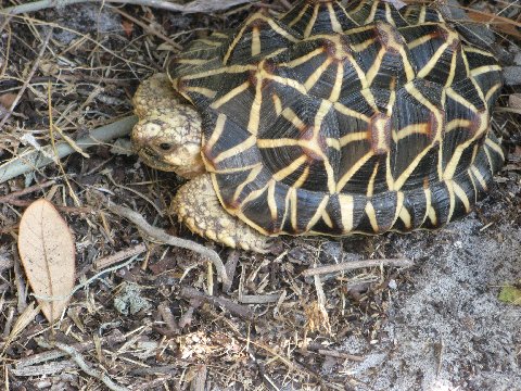 Star Turtle?